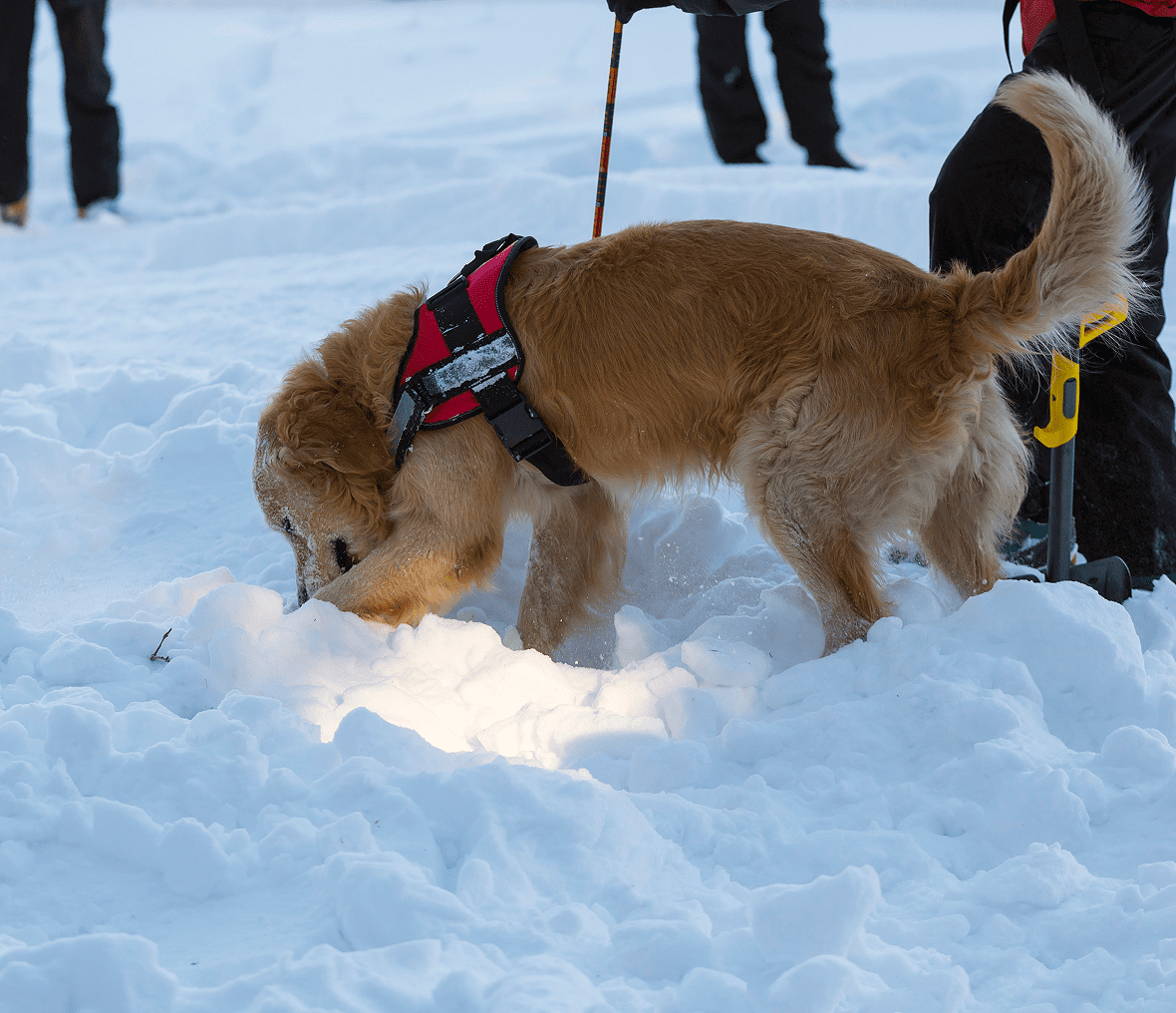Dog searching snow during a training exercise.