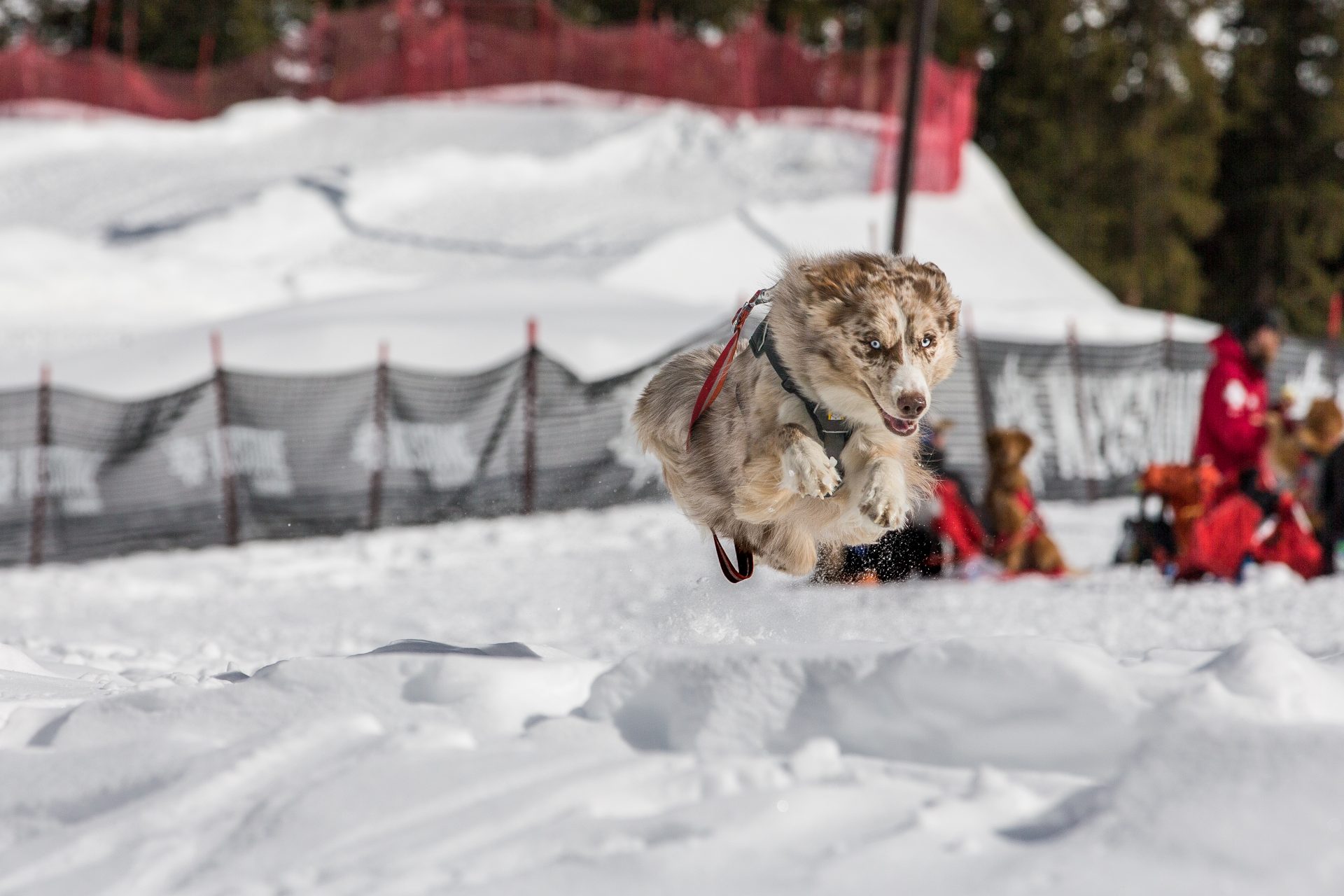 Buried alive: Colorado Rapid Avalanche Deployment team inches closer to  standard avy dog training