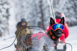 Buried alive: Colorado Rapid Avalanche Deployment team inches closer to  standard avy dog training