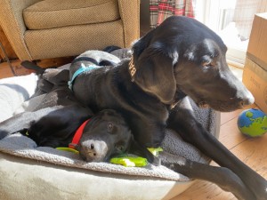 Two dogs snuggling