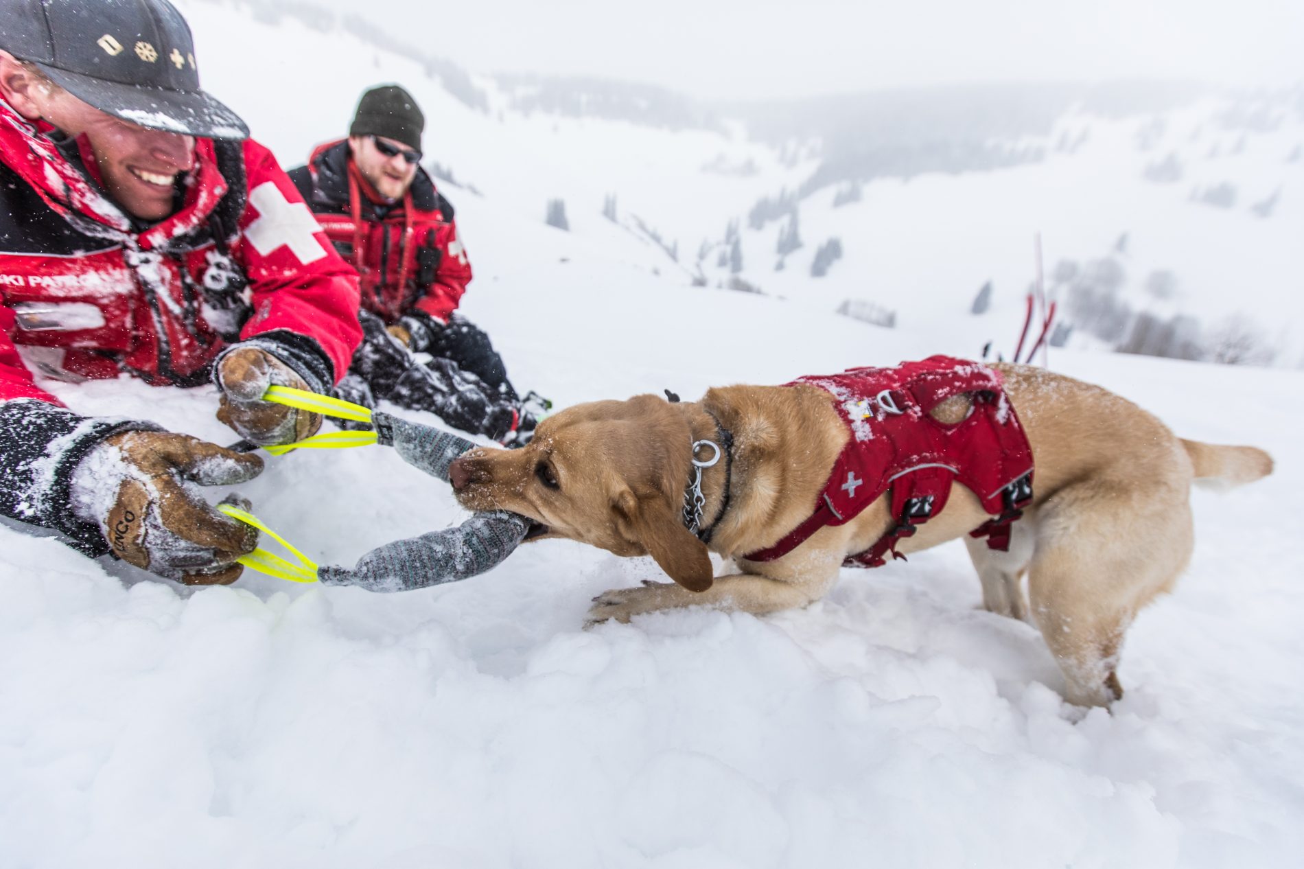 colorado avalanche dog jersey