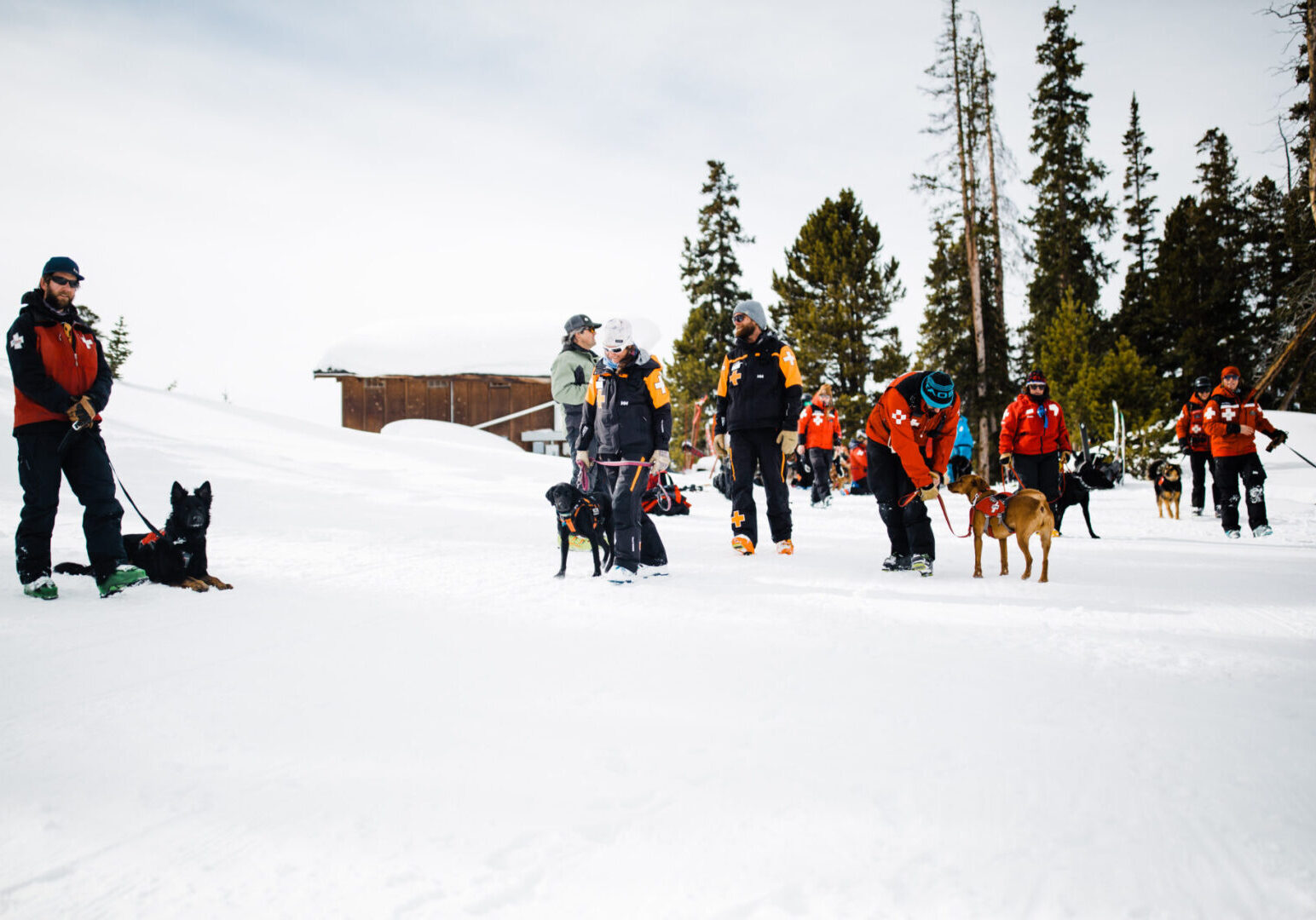 Rescue team with dogs on snowy slope