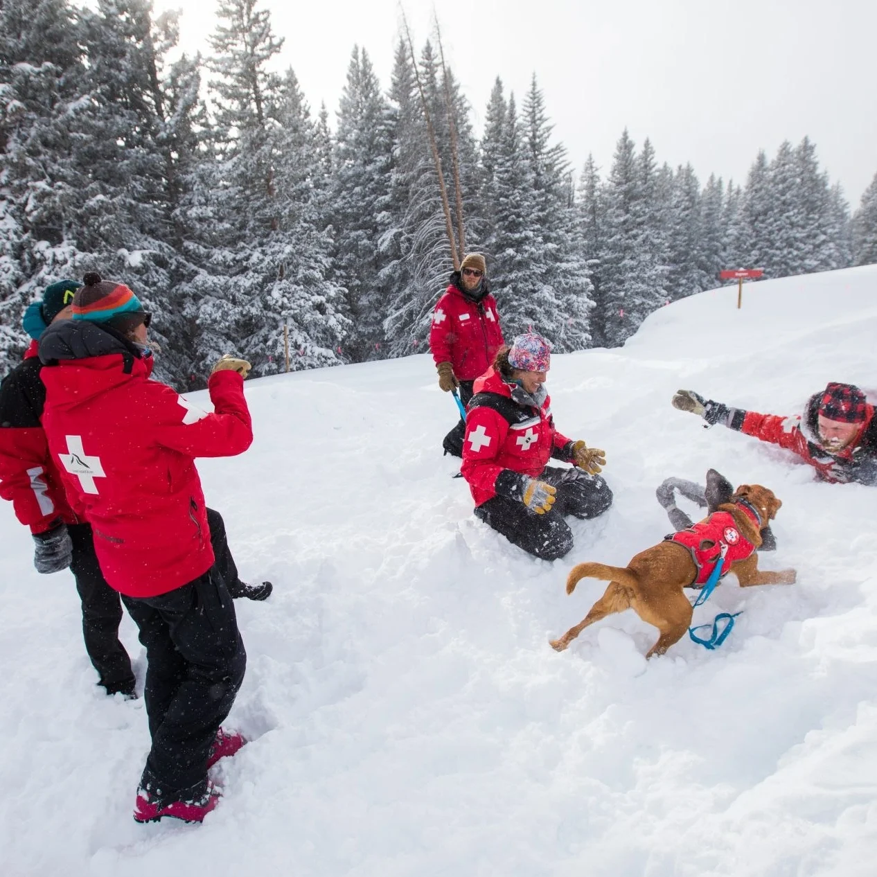 Snow rescue practice with team and dog
