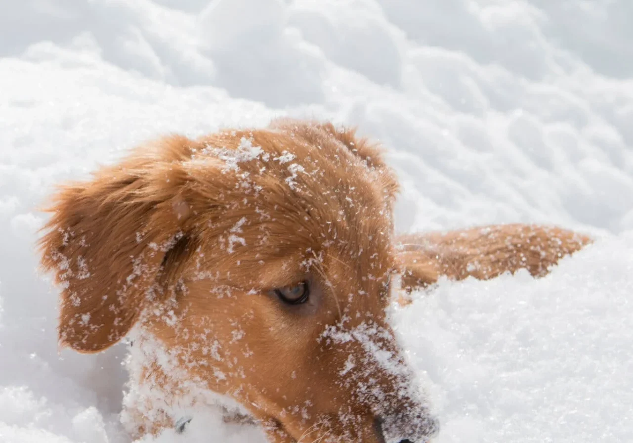 Golden retriever enjoying winter snow